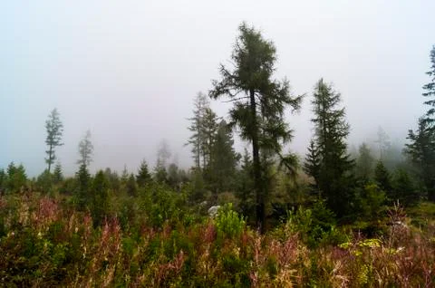 Forest in fog Stock Photos