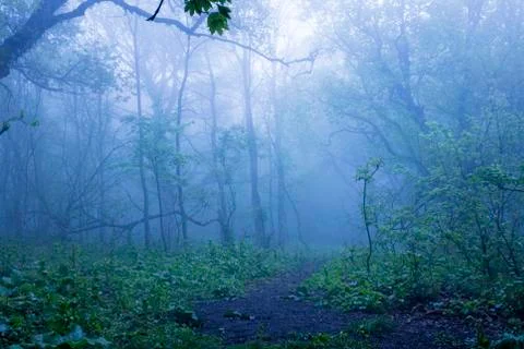 Forest in the fog Stock Photos