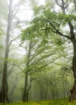 Forest in the fog Stock Photos