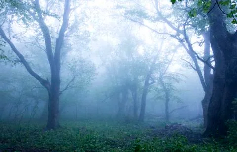Forest in the fog Stock Photos