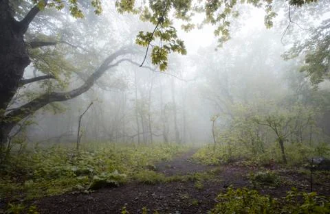 Forest in the fog Stock Photos