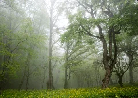 Forest in the fog Stock Photos