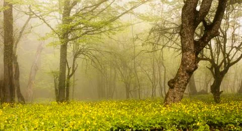 Forest in the fog Stock Photos