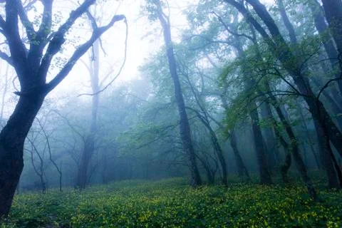 Forest in the fog Stock Photos
