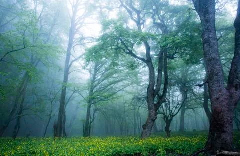 Forest in the fog Stock Photos