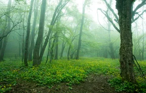Forest in the fog Stock Photos