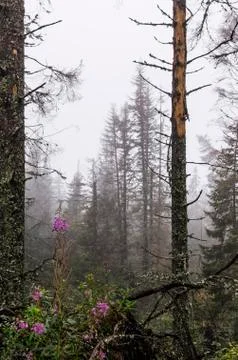 Forest in the fog Stock Photos