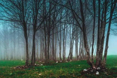 Forest with fog Stock Photos