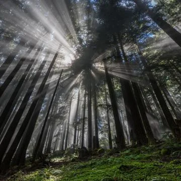 Forest  Fog Stock Photos