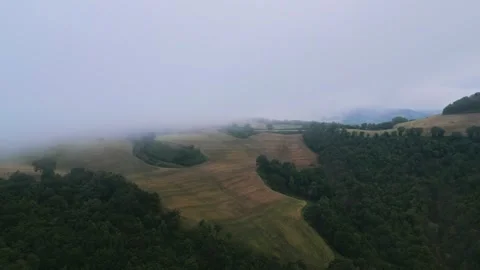 A forest in the fog. Trees in the clouds. Mountain in the clouds. Clouds. White Video stock 263294386