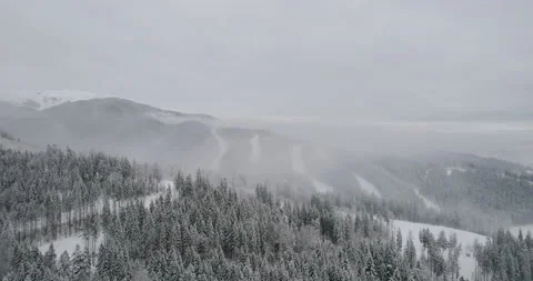 Forest on the fog winter tree Stock Footage 167244765