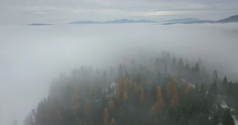 Forest in the Foggy Fall 库存影片 129649342