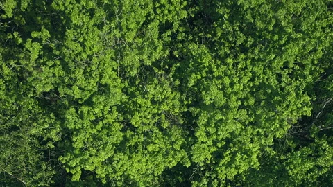 Forest foliage background lush crowns Stock Footage 250902259