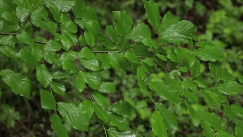 Forest Foliage in Light Drizzle — Wet Leaves Wide Shot Stock Footage 344832565