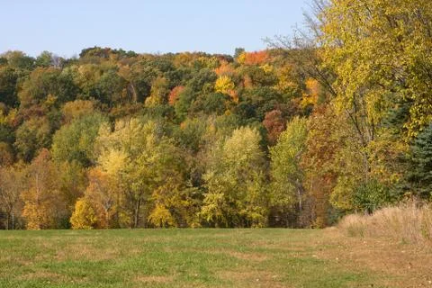 Forest foliage Stock Photos