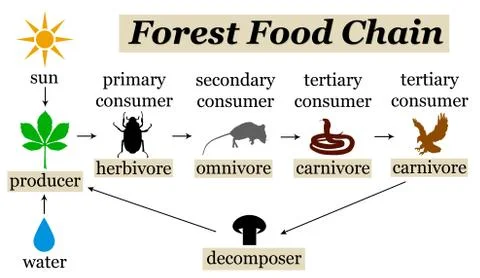 Forest food chain Stock Illustration