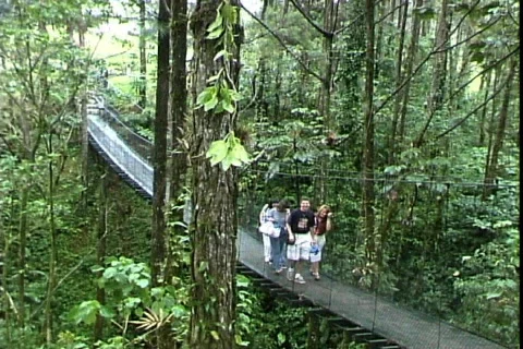 Forest Foot Bridge Video stock 817650
