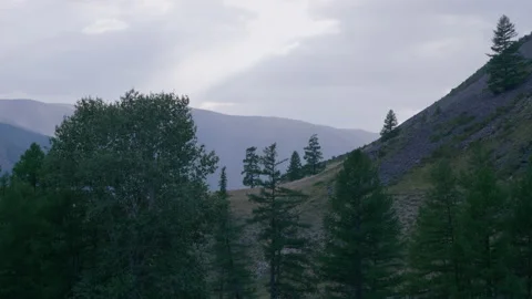 Forest at the foot of the mountain Stock Footage 171732705