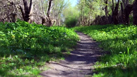 Forest foot path closeup. Nobody outside. Sunny wild green spring young nature 스톡 동영상 157357423