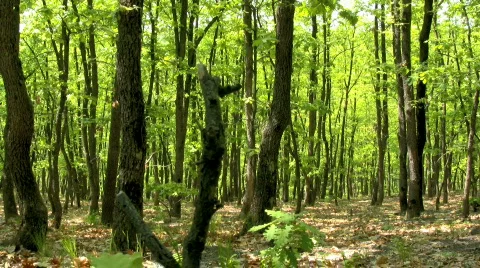 Forest Stock Footage 456617