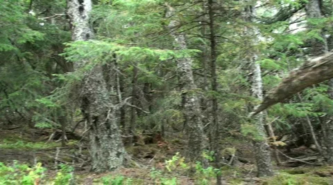 Forest Stock Footage