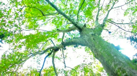 Forest Video stock 532135