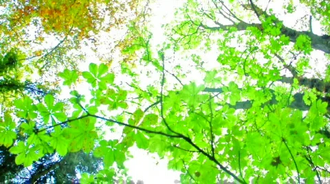 Forest Vídeos de archivo 532246