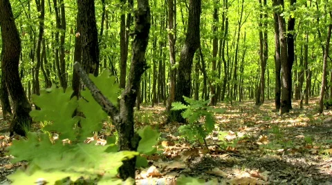 Forest Vídeo Stock 545945