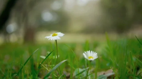 In the forest. Stock Footage 591804