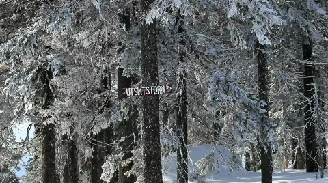 Forest Stock Footage 679741