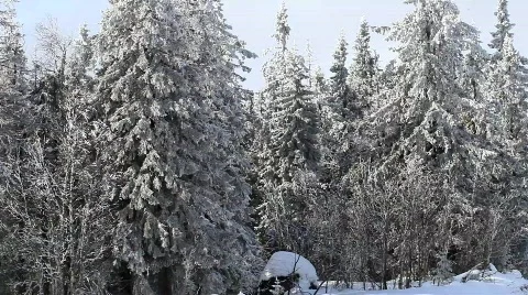 Forest Stock Footage 679752