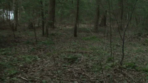 Forest Stockbeeldmateriaal 738487