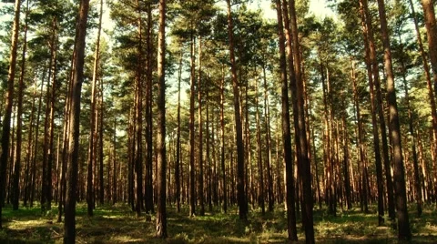 Forest Stockbeeldmateriaal 903768