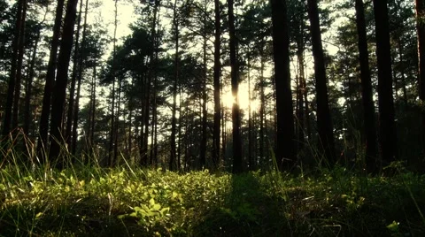 Forest Stockbeeldmateriaal 904366