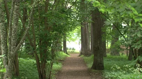 Forest Stock Footage 908444