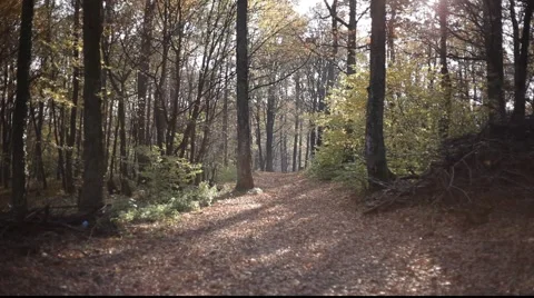 Forest Stock Footage 922536