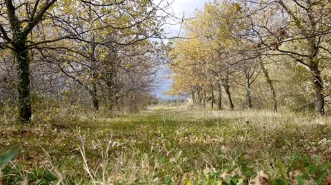 Forest. Stock Footage 926717