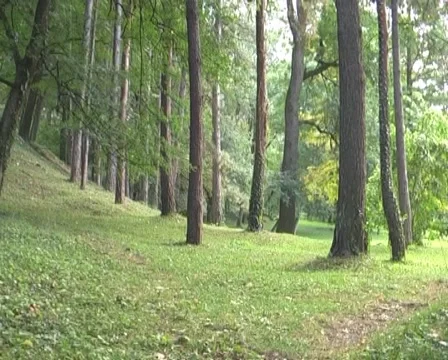 Forest Stock Footage 1078748