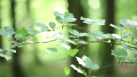 In the forest Stock Footage