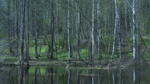 Forest Stock Footage 4960989