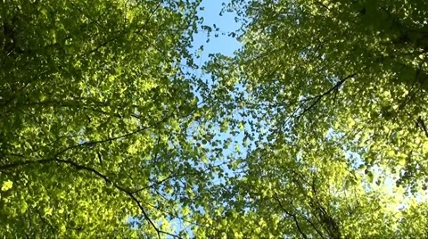 Forest Stock Footage 5612375