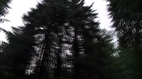 Forest Stock Footage 7761313