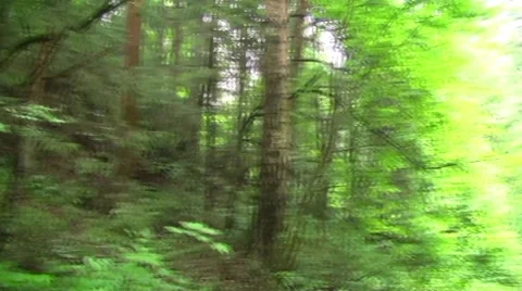 Forest Video stock 7761316