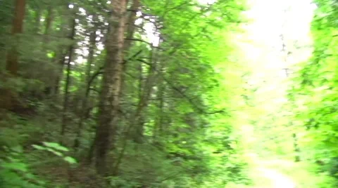 Forest Stock Footage 7761318