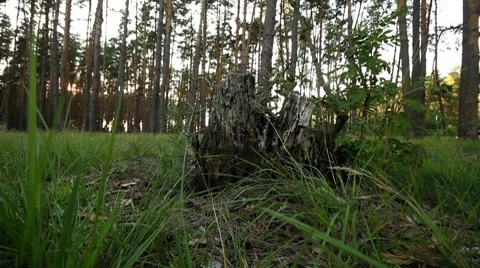 Forest. Stock Footage 8621164