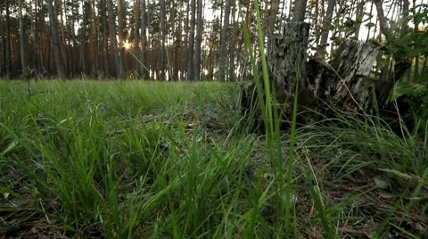 Forest. Stock Footage 8621203