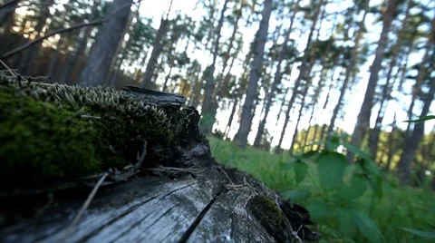 Forest Stock Footage