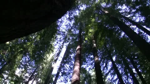 Forest Stock Footage 8893927