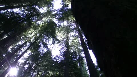 Forest Stock Footage 8895929