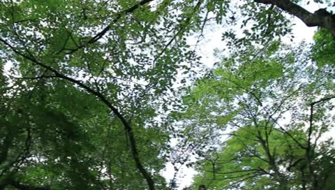 Forest Stock Footage 8908564